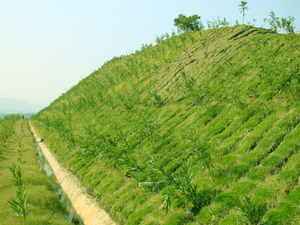 高速公路边坡